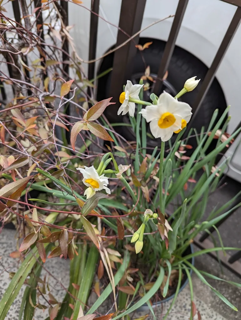 昨日のお茶会